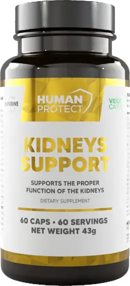 Kidneys Support | Proper Kidney Function Support