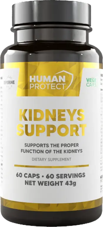 Kidneys Support | Proper Kidney Function Support