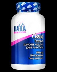 Cissus Extract 500 mg
